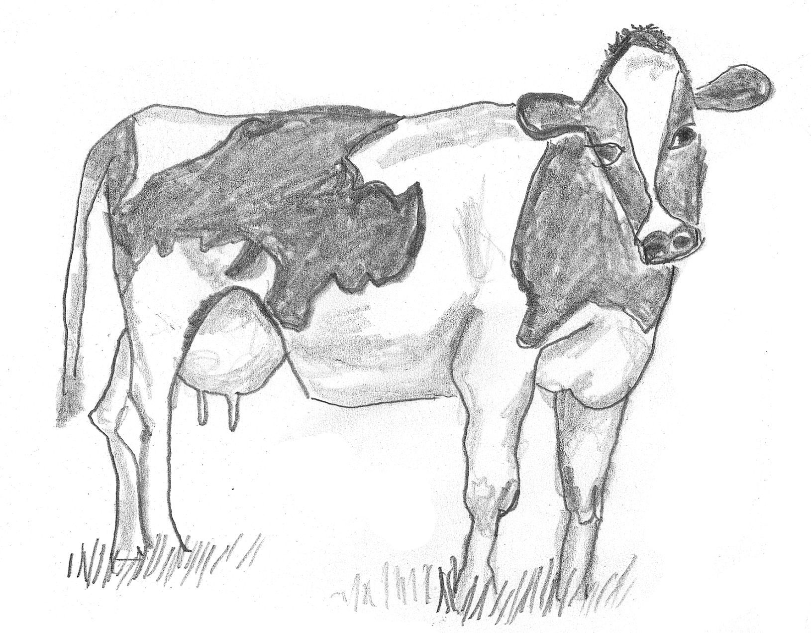 A drawing of a cow.jpg
